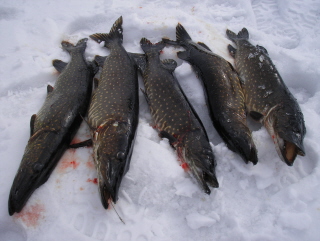 Ahventa yritin, mutta haukea tuppasi tulemaan...