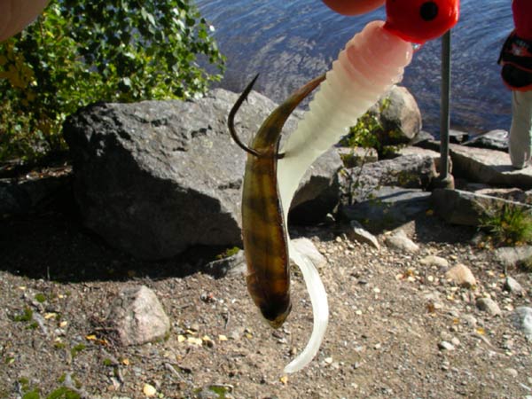 Ton pienempää ahventa en oo vielä saanu...