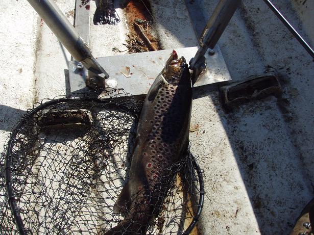 isompaa saalista.JPG