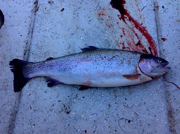 asiakkaan saalista.JPG