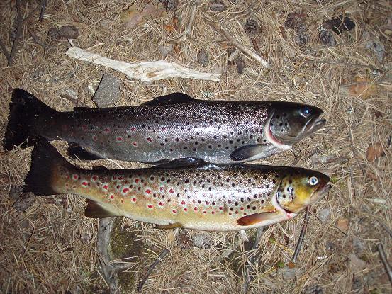 Taimenissa on eroja.JPG