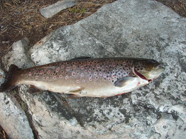 Rantakivi pönö.JPG