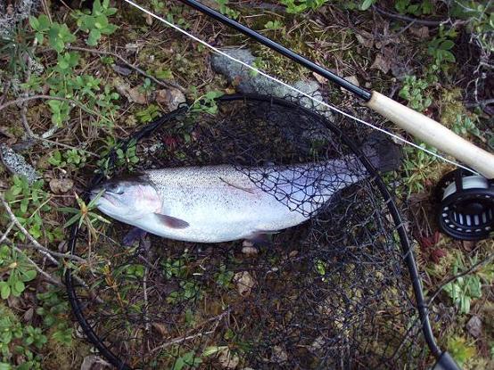 Kirre puri perhoon.JPG