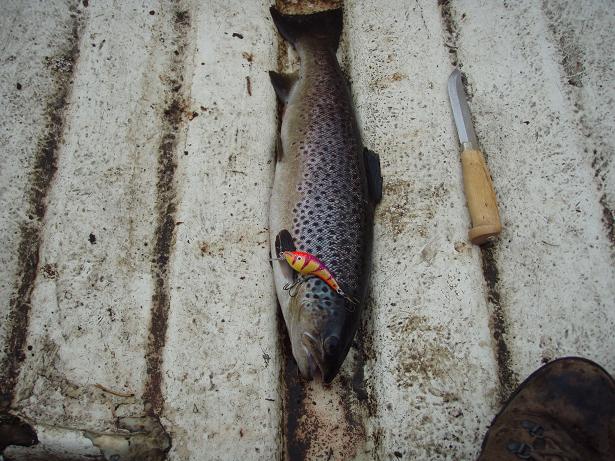 Vene pönö nro2.JPG