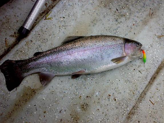 Lisää saaliita.JPG