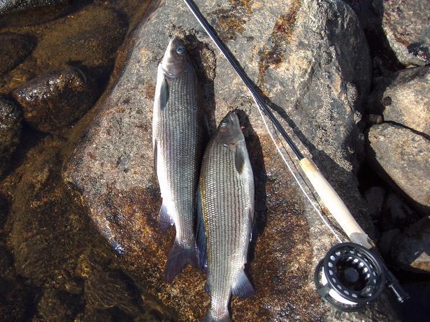 Kaverukset 980g ja 860g.JPG