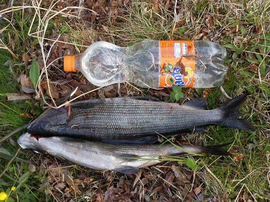 Limsapullo pönö.JPG