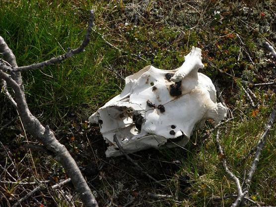 Tällaanen oli polun varressa.JPG