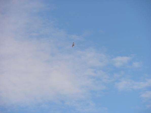 Kotkahan se siellä.JPG