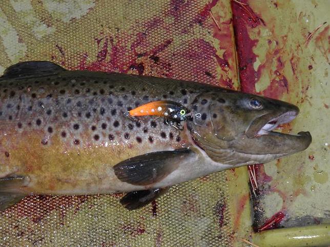 Perjantai aamun 2kg.JPG