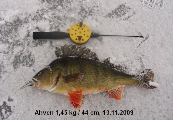 Nätti 1450 g ahven.