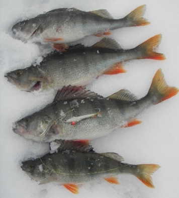 Kopio (2) IMGP4963- neljä isointa 5 cm eepe.JPG