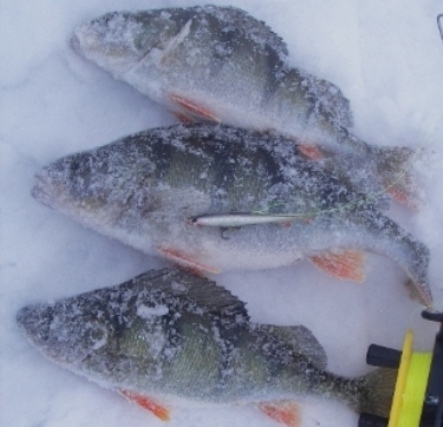 Kopio (2) IMGP5003 7 cm muikku eepe, puhtaalla kruunukoukulla, väliaika otoksia, mainostauko.JPG