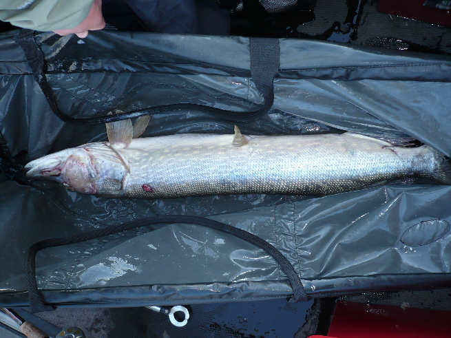 kesä2009 001(1).JPG