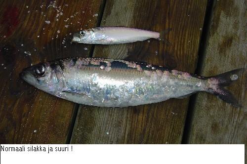 KKM viime aikojen saaliita. Silakka on hyvä kala.