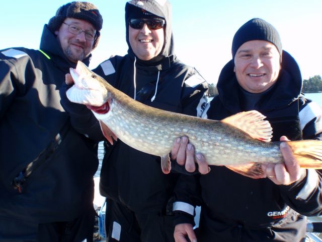 Airiston täpläkylkiä.