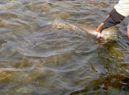 6.2kg takaisin uimaan.JPG