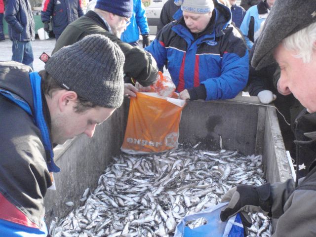 Silakoita lähdössä myyntiin.