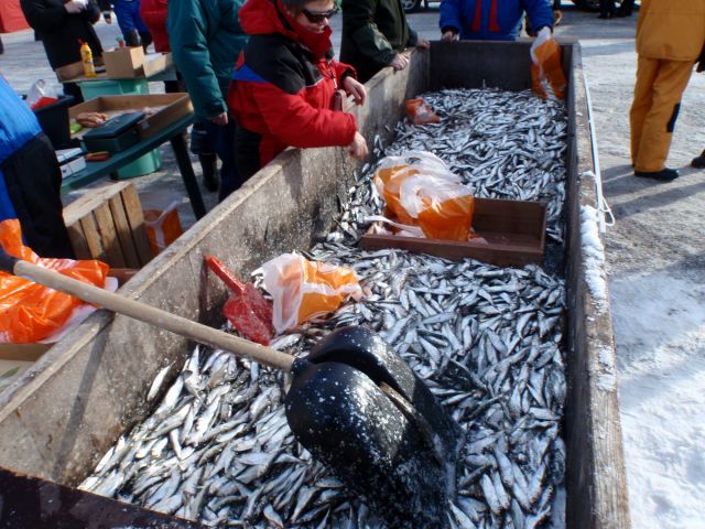 4.3.2011 päivän nuottaustulos n.400 kg silakkaa.