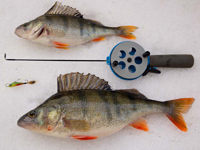 Päivän ainoat paistikkaat