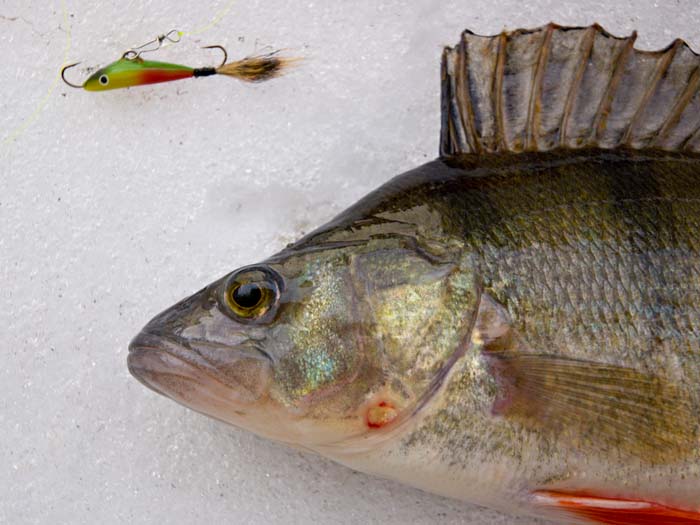 Tappajahaimeininkiä