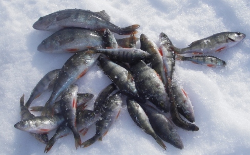 IMGP8821perjantain sintit.JPG