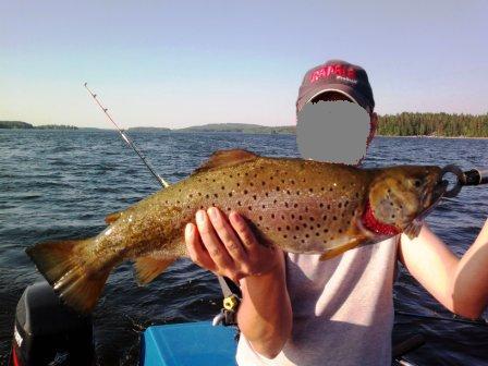 Kopio Tane 3,12 3.jpg