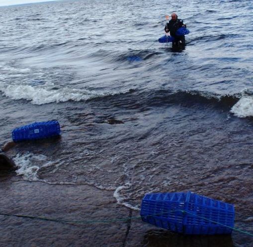 Ursuit-puku oli tarpeen, kun viimeisiä mertoja pelastettiin rantakivikosta.