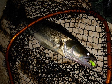 Kuha Kyöstillä.jpg