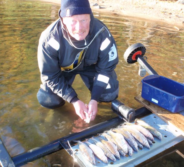 Yksi "välisiimauksen välitulos" ja perkaaja Runttakulli Jussi.