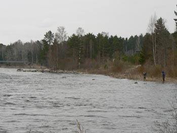 Herkullinen virranreuna.jpg