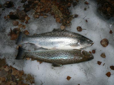 nousuparvesta poimittua.jpg