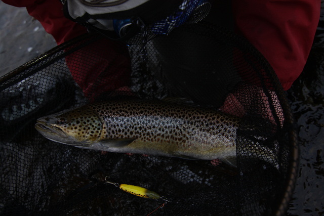 Tumma, kaunis, virheetön 57cm