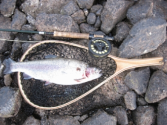 Nallepuhiin haksahtanut.jpg