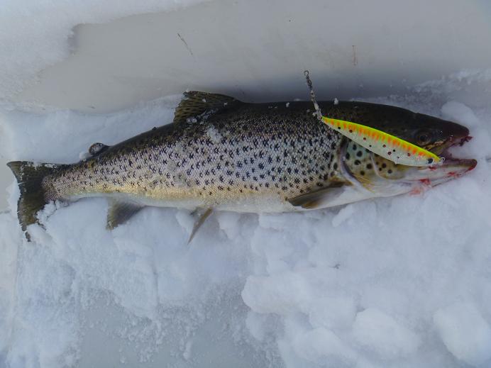 Päivän kylmä saaliskuva.JPG