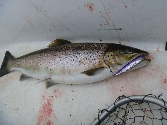 65-senttiä sitä samaa voimaa.JPG