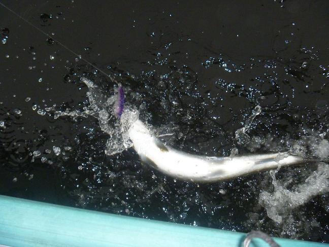 Pieni taistelija.JPG