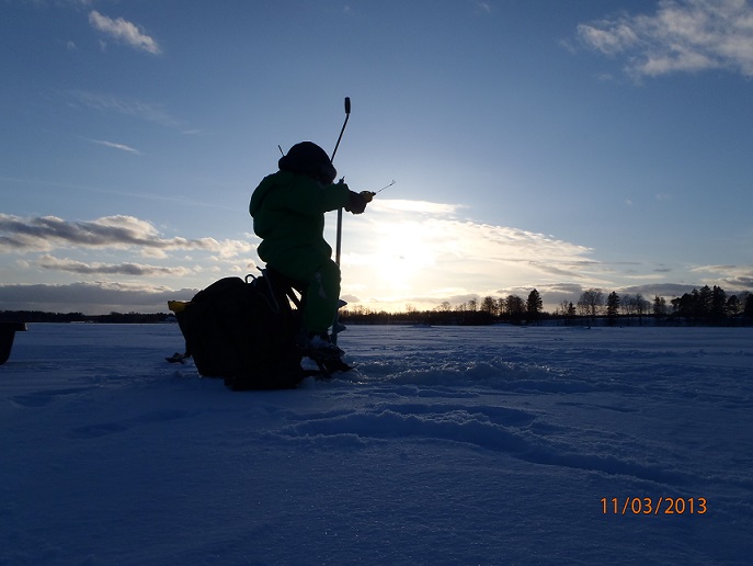 Nelivuotias poikani jallittamassa kuhaa auringon laskiessa:-)