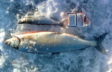 Jottei jääpelkäks legendaks,ni tossa kuva päivän pienimmäst ja suurimmast.Pieni oli vetäny koukun peräsuoleen asti,joten oli pakko nirhata se.