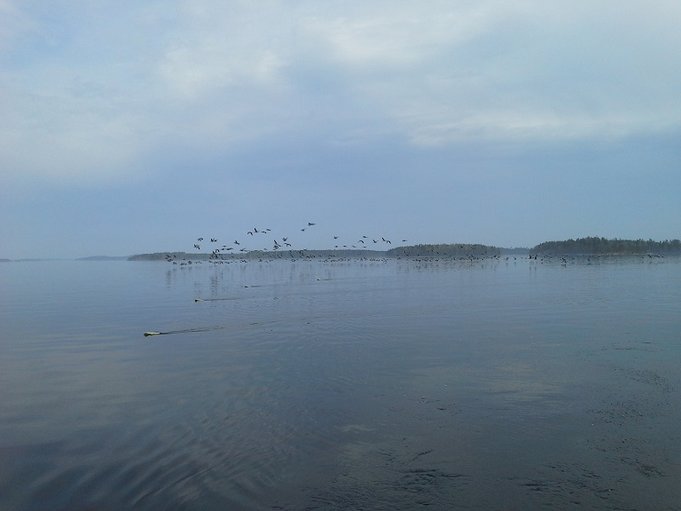 Per4n mainitsemat hanhet.