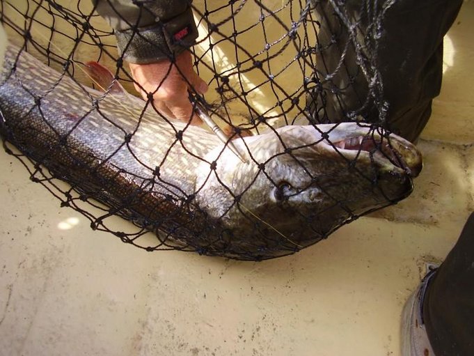 3. pihdit tarpeen.JPG