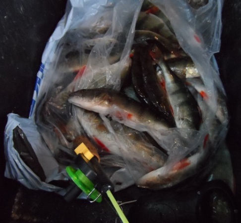 Saalista Varjakasta 11.2.2014. Reilu 4 kg päivän saldo, ei pahemmin pannukarkeeta.