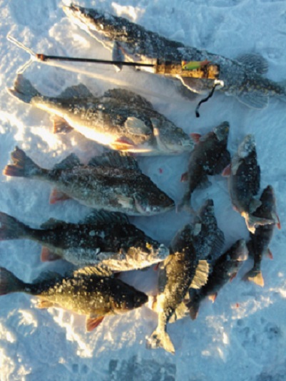 Itselle kertyi 10 ahventa ja kiilapää päivän aikana ja useita hyviä tömpsyjä tasuriin.