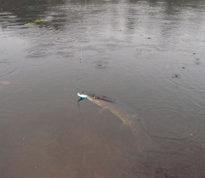 hauki omassa elementissään...jpg