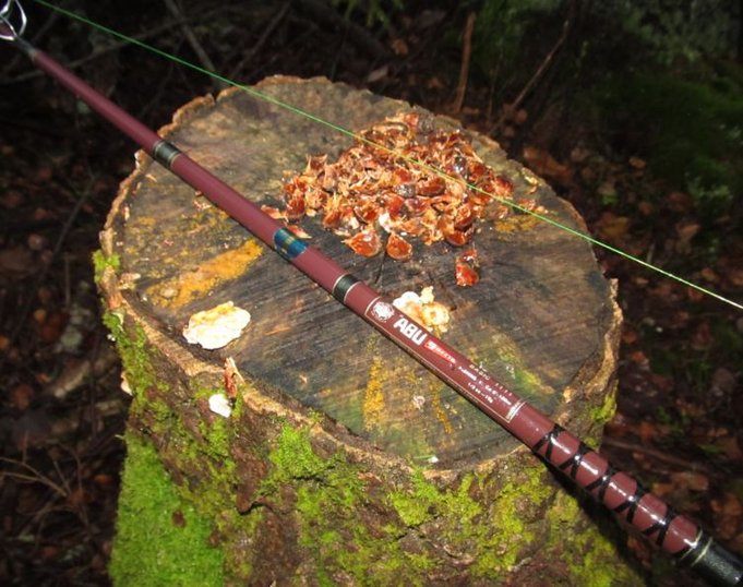 ABU basic ja orava tai joku kuorinu kävyn kannolla...jpg