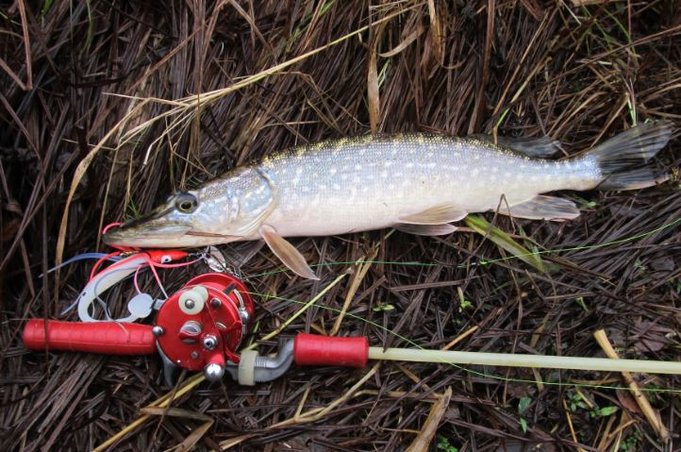 punaista ja valkoista ---- 1.jpg