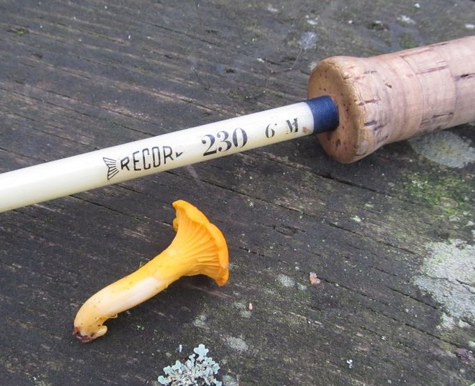 syksyn kanttarellisatoa olisi ollut vielä tarjolla. muutama.. tosin hankala erottaa keltaisten lehtie seasta..jpg