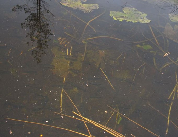 pikkulampare täynnä pikkukalaa. särkiä ja ahvenia.. ---- 2.jpg