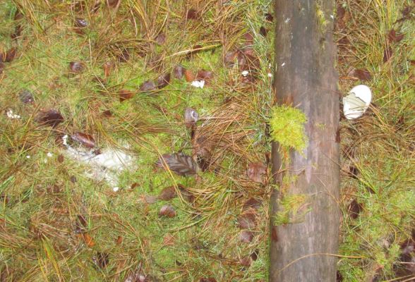 uistinta kuvaus kauheassa hajussa.. vieressä rikottu linnunmuna, n. 2 kertaa kananmunaa isompi. ainakin.. joutsenen..ehkä,, outo ajankohra.jpg