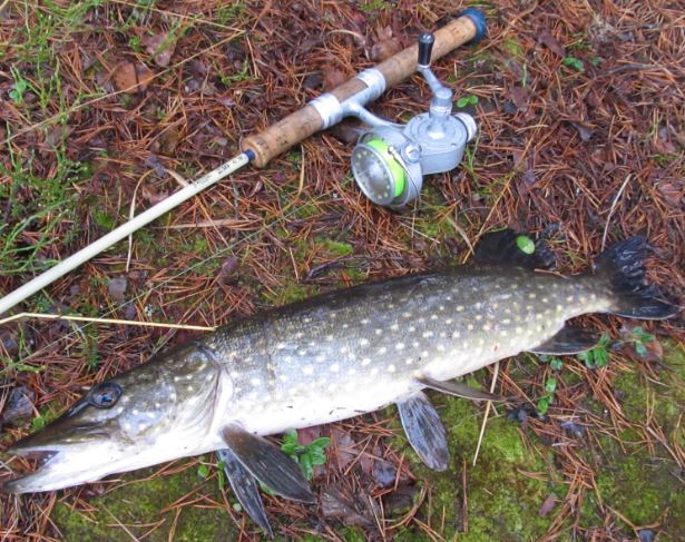 verkossa hiljakkoin ollut.  kylkijäljistä päätellen. nyt retuutettiin uistimella. hauen syksyä...jpg